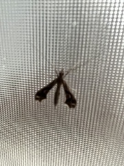 Lineodes