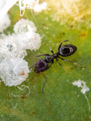 Ochetellus glaber