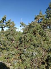 Juniperus formosana