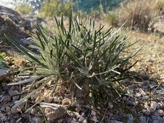 Ptilostemon chamaepeuce