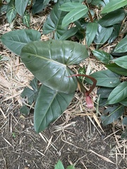 Philodendron erubescens