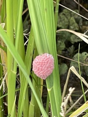 Pomacea canaliculata