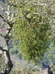 Phoradendron villosum
