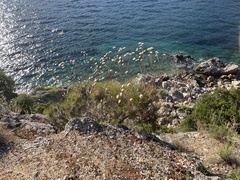 Ptilostemon chamaepeuce