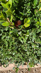 Pyrrharctia isabella
