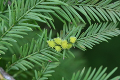Taxodiomyia