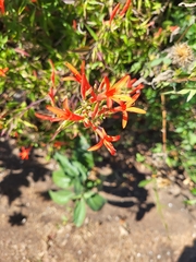 Anisacanthus