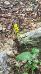 Solidago caesia