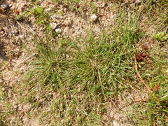 Eleocharis geniculata