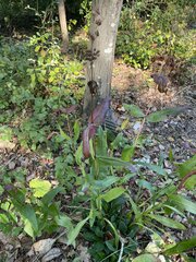 Penstemon laevigatus