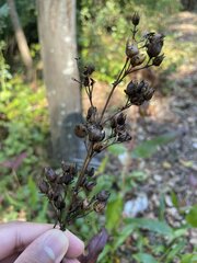 Penstemon laevigatus