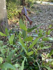 Penstemon laevigatus