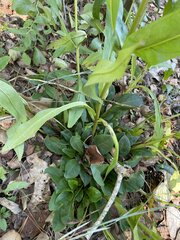 Penstemon laevigatus