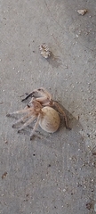 Olios