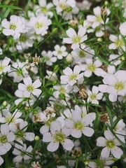 Arenaria