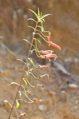 Lobelia laxiflora