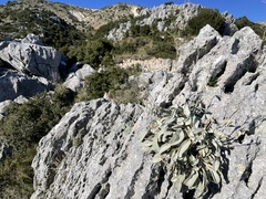 Pentanema verbascifolium