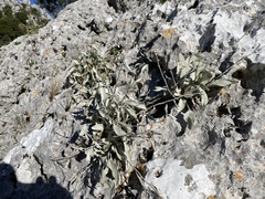 Pentanema verbascifolium