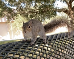 Sciurus carolinensis