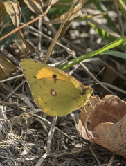 Colias croceus