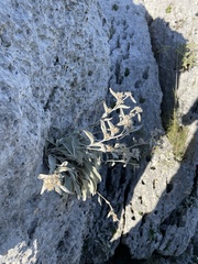 Pentanema verbascifolium