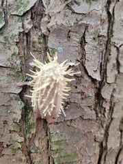 Akanthomyces aculeatus