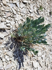 Hesperidanthus suffrutescens