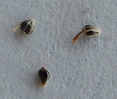 Eleocharis geniculata