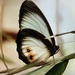 Palmfly - Photo (c) linettemarie, some rights reserved (CC BY-NC), uploaded by linettemarie