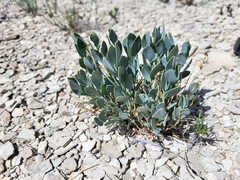 Hesperidanthus suffrutescens