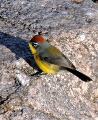 Myioborus brunniceps