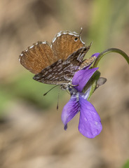 Cacyreus marshalli
