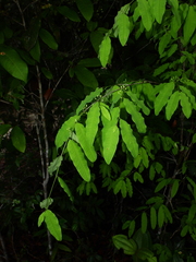 Erythroxylum
