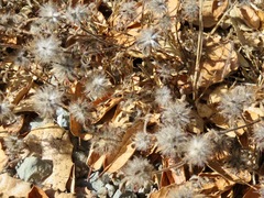 Trifolium hirtum