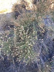 Lepidospartum squamatum