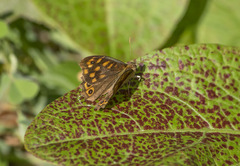 Pararge aegeria