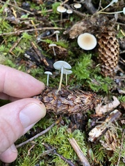 Strobilurus occidentalis