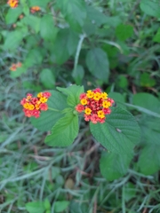 Lantana camara