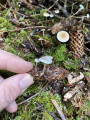 Strobilurus occidentalis