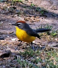 Myioborus brunniceps