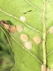 Neuroterus floccosus