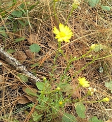Chrysopsis linearifolia dressii