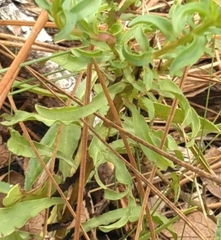 Chrysopsis linearifolia dressii