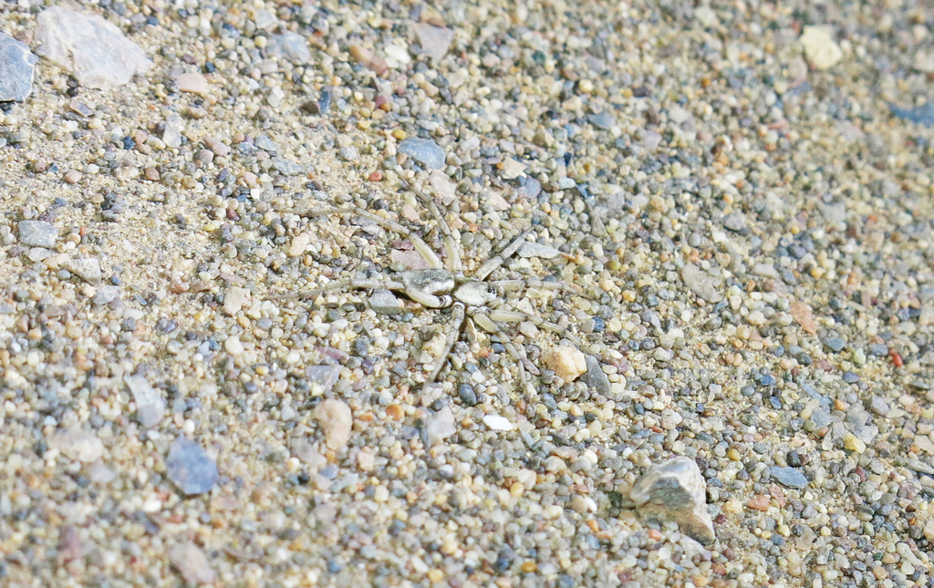 Callipelis