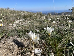 Crocus cancellatus mazziaricus