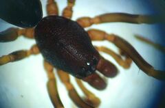 Oedignatha scrobiculata