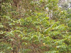 Thraupis palmarum