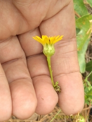 Chrysopsis linearifolia dressii