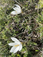 Crocus cancellatus mazziaricus