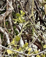 Phoradendron leucarpum tomentosum